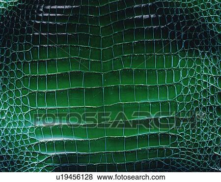 Alligtator, Close Up View Large Photo Image Stock Photo - Alligtator, Close Up. Fotosearch