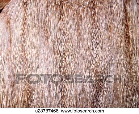 Fur, Close Up View Large Photo Image Stock Photograph - Fur, Close Up. Fotosearch