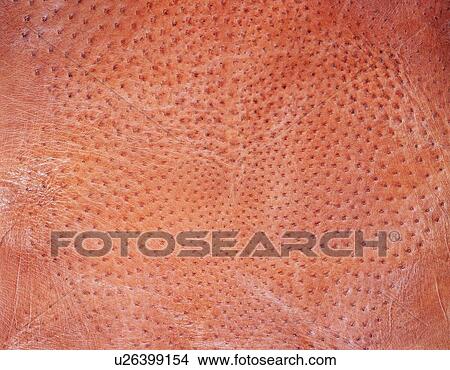 Picture - Ostrich, Close Up. Fotosearch
