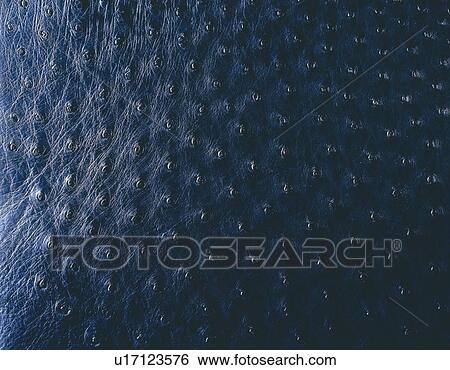 Ostrich, Close Up View Large Photo Image Stock Photograph - Ostrich, Close Up. Fotosearch
