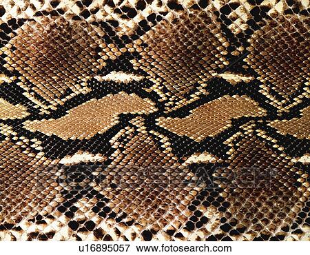 Stock Photo - Snakeskin, Close Up. Fotosearch