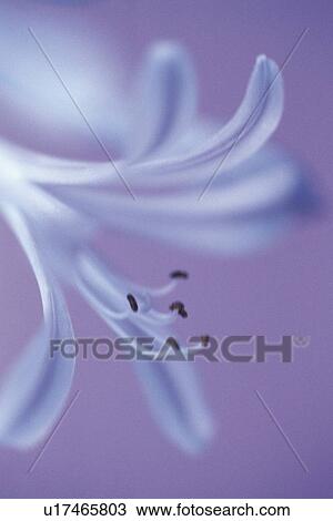 Stock Image - Agapanthus, Close Up. Fotosearch