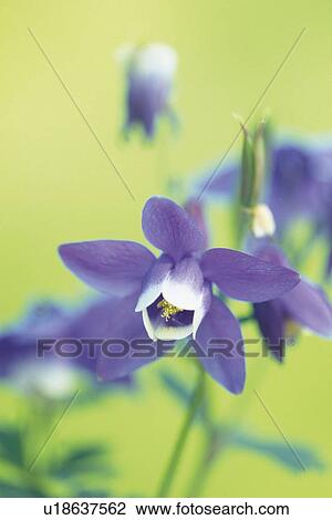 Stock Image - Aquilegia. Fotosearch