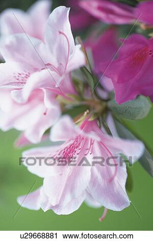 Azalea, Close Up View Large Photo Image Stock Image - Azalea, Close Up. Fotosearch