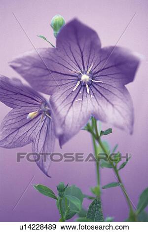Stock Photo - Bellflower, Close Up. Fotosearch