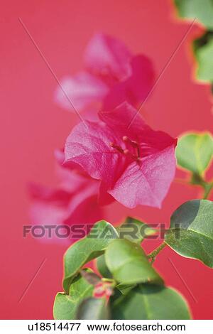 Bougainvillea, Close Up View Large Photo Image Stock Photo - Bougainvillea, Close Up. Fotosearch
