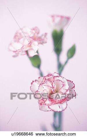 Carnation, Close Up View Large Photo Image Stock Photograph - Carnation, Close Up. Fotosearch