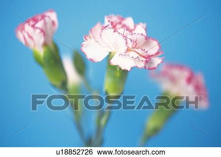 Carnation View Large Photo Image Stock Photograph - Carnation. Fotosearch