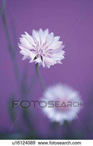 Centaurea Cyanus View Large Photo Image Stock Photo - Centaurea Cyanus. Fotosearch