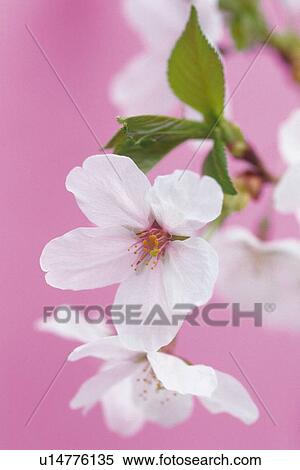Cherry Blossom, Close Up View Large Photo Image Stock Photography - Cherry Blossom, Close Up. Fotosearch