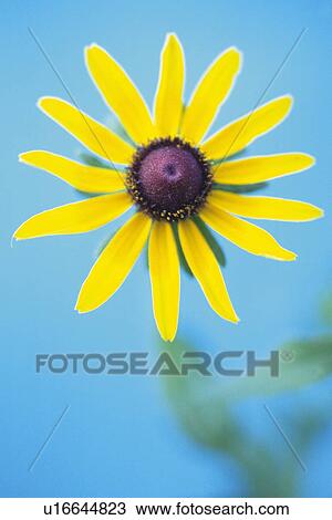 Corn Flower, Close Up View Large Photo Image Stock Image - Corn Flower, Close Up. Fotosearch