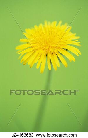 Dandelion, Close Up View Large Photo Image Stock Image - Dandelion, Close Up. Fotosearch