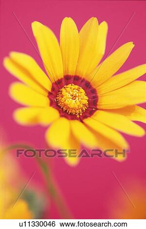Stock Photograph - Dimorphotheca, Close Up. Fotosearch