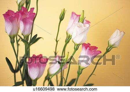 Stock Photo - Eustoma Grandiflorum. Fotosearch