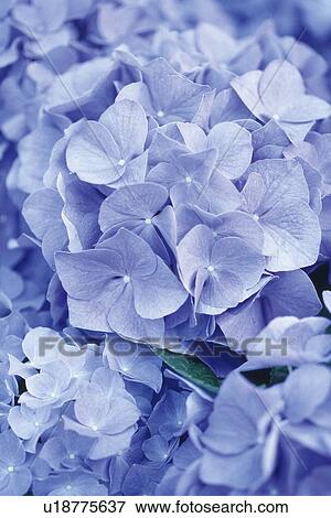Full Frame of Hydrangea, Close Up View Large Photo Image Stock Photo - Full Frame of Hydrangea, Close Up. Fotosearch