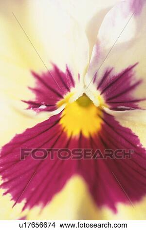 Full Frame of Pansy, Extreme Close Up View Large Photo Image Picture - Full Frame of Pansy, Extreme Close Up. Fotosearch