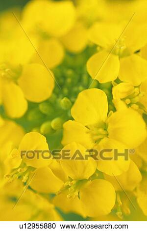Stock Image - Full Frame of Rape Blossoms, Close Up. Fotosearch