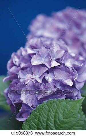 Stock Image - Hydrangea, Close Up. Fotosearch