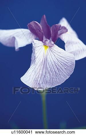 Iris Ensata, Close Up View Large Photo Image Stock Image - Iris Ensata, Close Up. Fotosearch