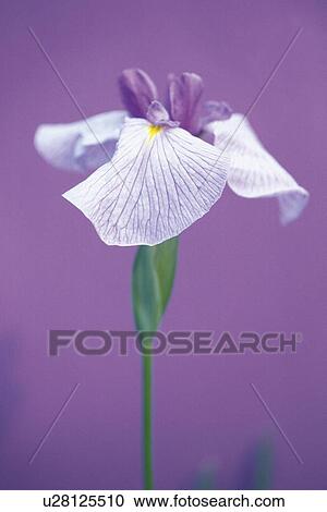 Stock Image - Iris Ensata, Close Up. Fotosearch