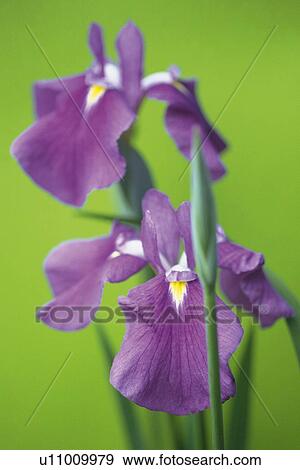 Stock Photo - Iris Ensata. Fotosearch