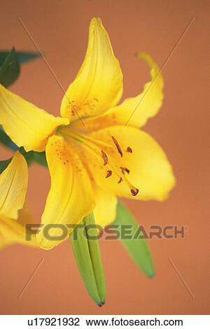 Lily, Close Up View Large Photo Image Stock Image - Lily, Close Up. Fotosearch