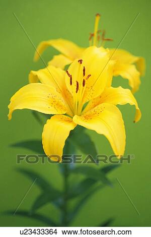 Picture - Lily. Fotosearch