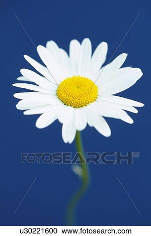 Stock Image - Marguerite, Close Up. Fotosearch