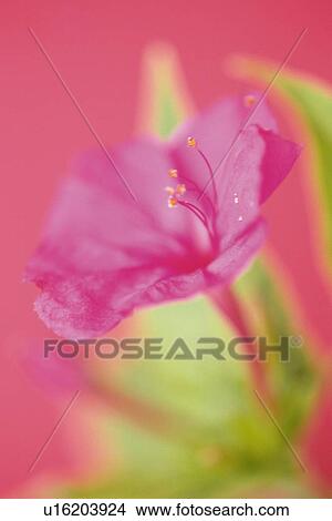 Marvel of Peru, Close Up View Large Photo Image Picture - Marvel of Peru, Close Up. Fotosearch