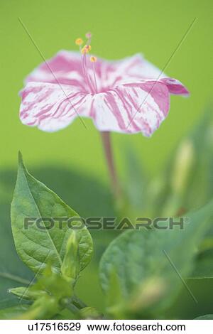 Stock Photo - Marvel of Peru, Close Up. Fotosearch