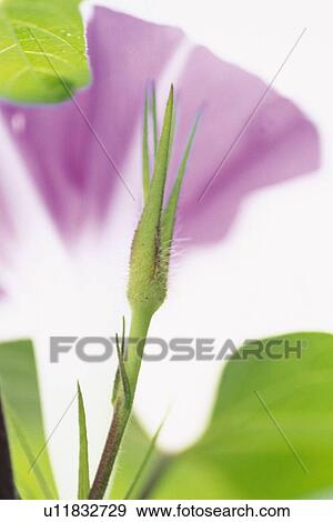 Morning Glory Bud, Close Up View Large Photo Image Stock Photo - Morning Glory Bud, Close Up. Fotosearch