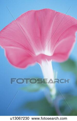 Stock Image - Morning Glory, Close Up. Fotosearch
