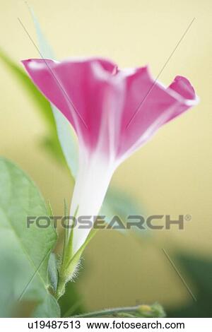 Morning Glory, Close Up View Large Photo Image Stock Image - Morning Glory, Close Up. Fotosearch