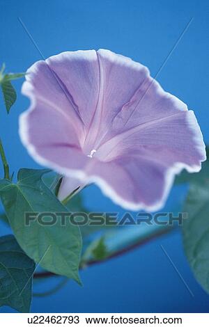 Stock Image - Morning Glory, Close Up. Fotosearch