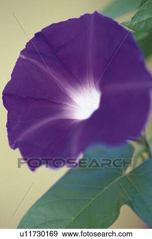 Morning Glory, Close Up View Large Photo Image Stock Photo - Morning Glory, Close Up. Fotosearch