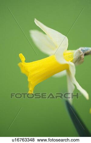 Narcisus, Side View, Close Up View Large Photo Image Stock Photo - Narcisus, Side View, Close Up. Fotosearch