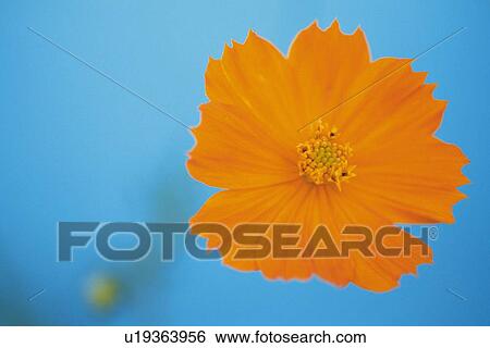 Stock Photograph - Orange Cosmos, Close Up. Fotosearch