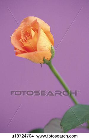 Picture - Orange Rose, Close Up. Fotosearch