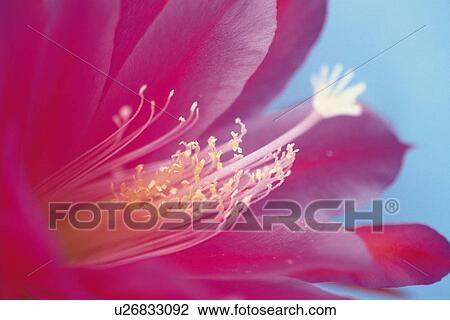 Stock Image - Orchid Cactus, Extreme Close Up. Fotosearch