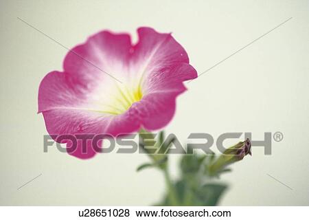 Petunia, Close Up View Large Photo Image Stock Photo - Petunia, Close Up. Fotosearch