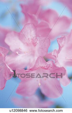 Pink Azalea, Close Up View Large Photo Image Stock Photograph - Pink Azalea, Close Up. Fotosearch