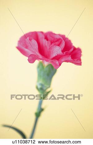 Pink Carnation View Large Photo Image Stock Image - Pink Carnation. Fotosearch
