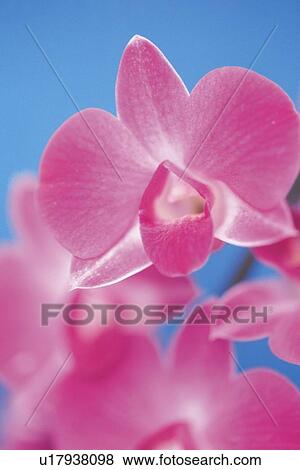 Pink Cocktown Orchid, Close Up View Large Photo Image Stock Photo - Pink Cocktown Orchid, Close Up. Fotosearch