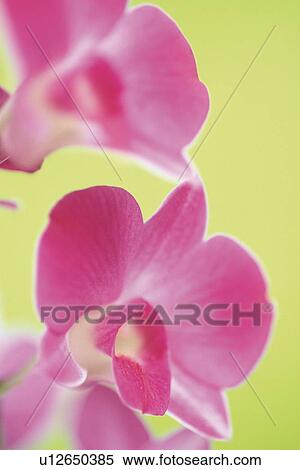 Pink Cocktown Orchid, Close Up View Large Photo Image Stock Photography - Pink Cocktown Orchid, Close Up. Fotosearch