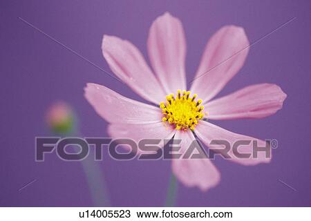 Pink Cosmos, Close Up View Large Photo Image Stock Image - Pink Cosmos, Close Up. Fotosearch