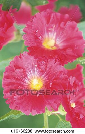 Pink Hollyhock, Close Up View Large Photo Image Stock Photo - Pink Hollyhock, Close Up. Fotosearch