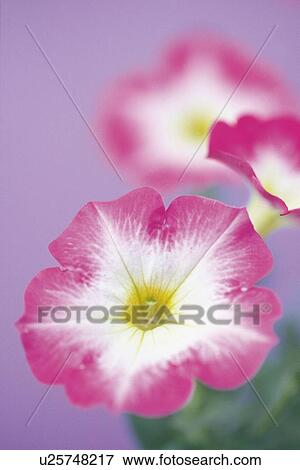 Pink Petunia, Close Up View Large Photo Image Stock Photo - Pink Petunia, Close Up. Fotosearch