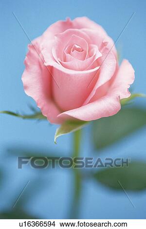 Picture - Pink Rose, Close Up. Fotosearch