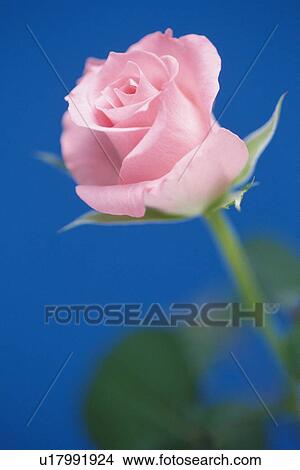 Pink Rose, Close Up View Large Photo Image Picture - Pink Rose, Close Up. Fotosearch