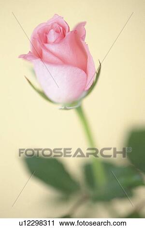 Pink Rose, Close Up View Large Photo Image Stock Image - Pink Rose, Close Up. Fotosearch